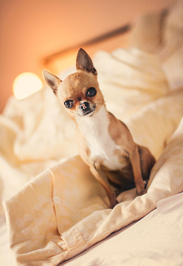 Meet Chloe: My Adorable Mini Chihuahua