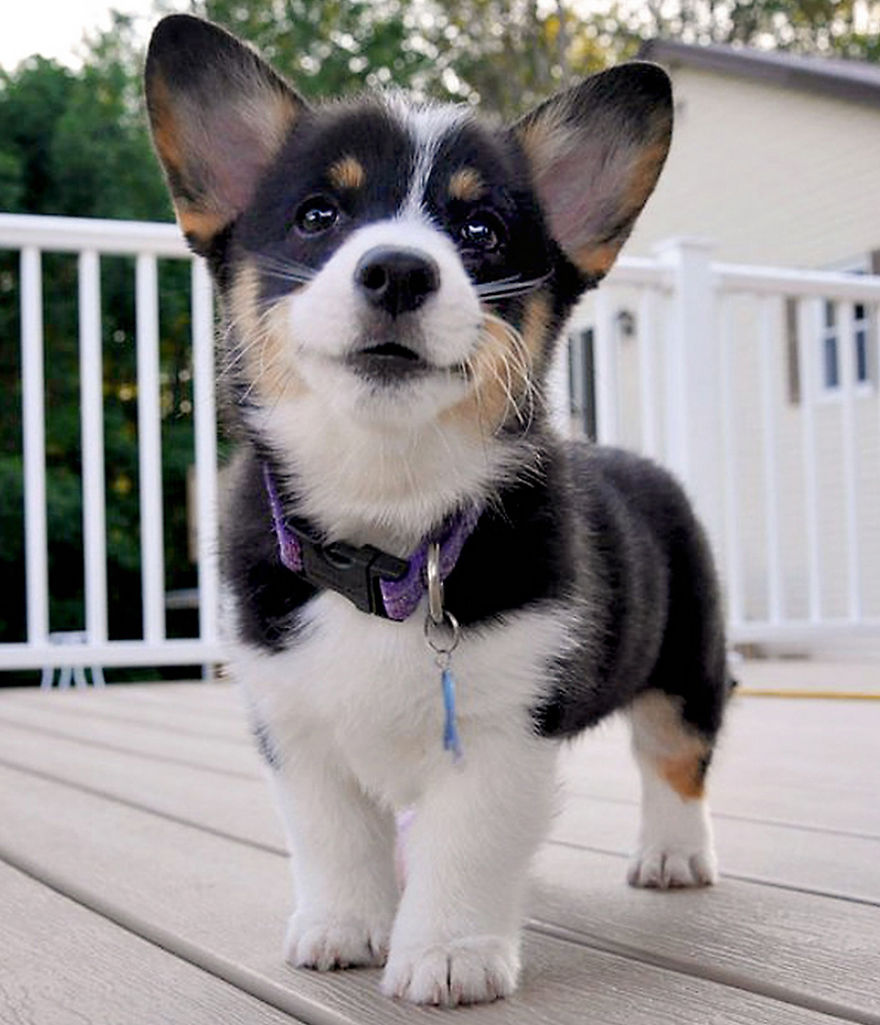 Maggie (tri Colored Pembroke Welsh Corgi) When She Was 11 Weeks Old