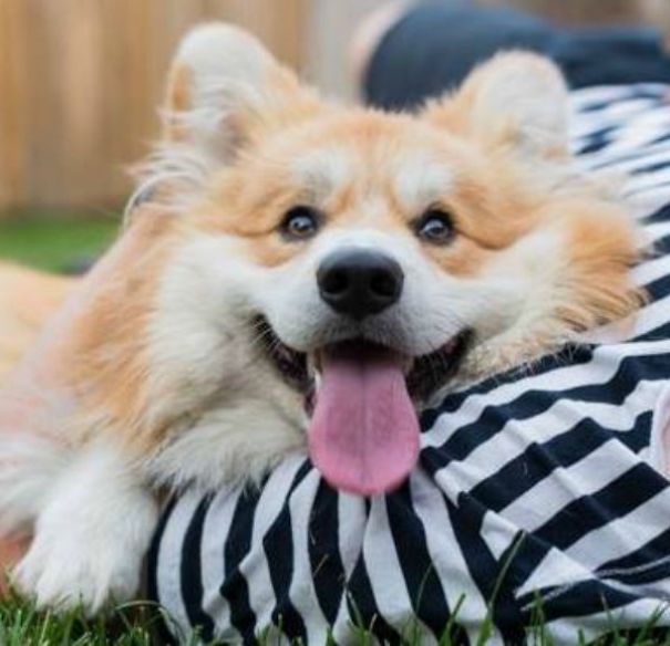 Famous Internet Corgis