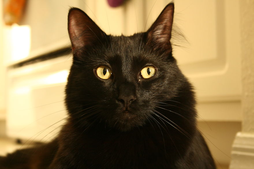 Meet Cole And Marmalade: Two Rescued Kitties That Became The Best Of Friends Meet Cole And Marmalade: Two Rescued Kitties That Became The Best Of Friends