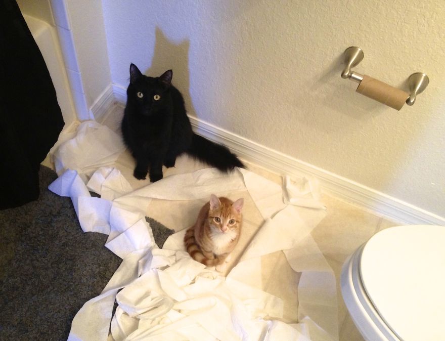 Meet Cole And Marmalade: Two Rescued Kitties That Became The Best Of Friends Meet Cole And Marmalade: Two Rescued Kitties That Became The Best Of Friends