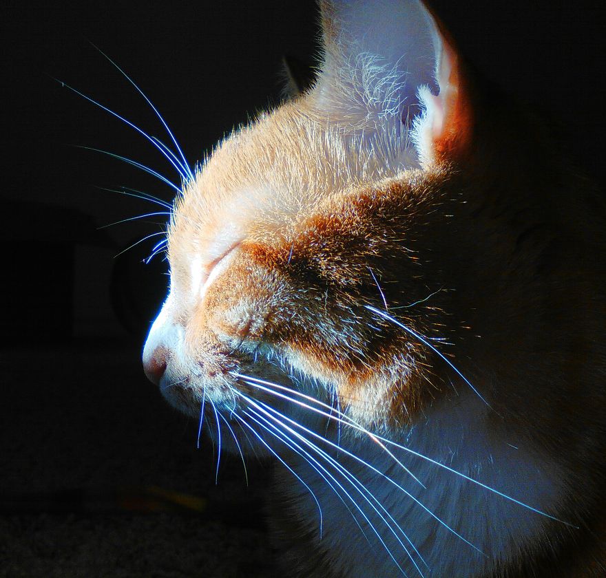 Meet Cole And Marmalade: Two Rescued Kitties That Became The Best Of Friends Meet Cole And Marmalade: Two Rescued Kitties That Became The Best Of Friends