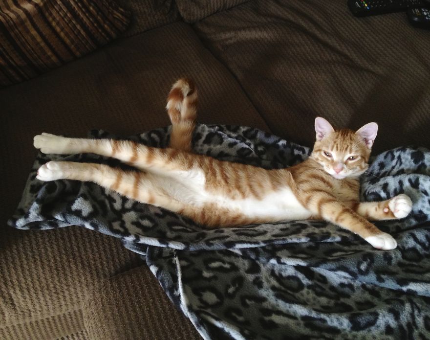 Meet Cole And Marmalade: Two Rescued Kitties That Became The Best Of Friends Meet Cole And Marmalade: Two Rescued Kitties That Became The Best Of Friends