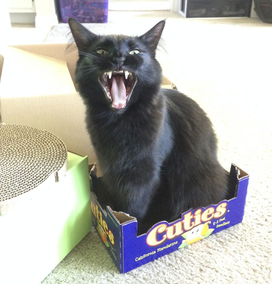 Meet Cole And Marmalade: Two Rescued Kitties That Became The Best Of Friends Meet Cole And Marmalade: Two Rescued Kitties That Became The Best Of Friends