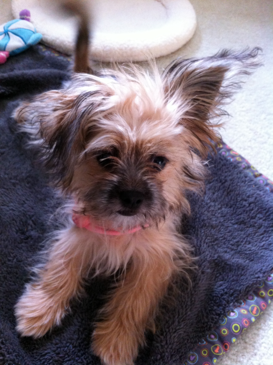 Mei Li A Fearless And Funloving Little Shorkie