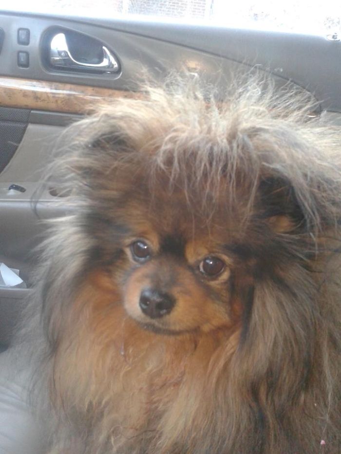 Milton The Pomeranian.