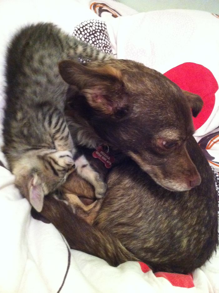 Again Doggy And Kitten.