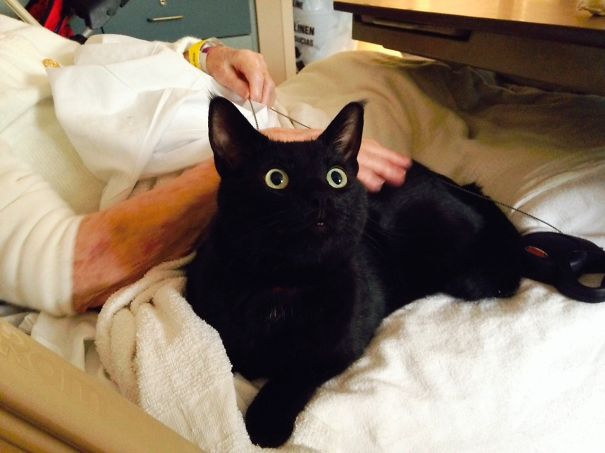 Draven The Therapy Cat