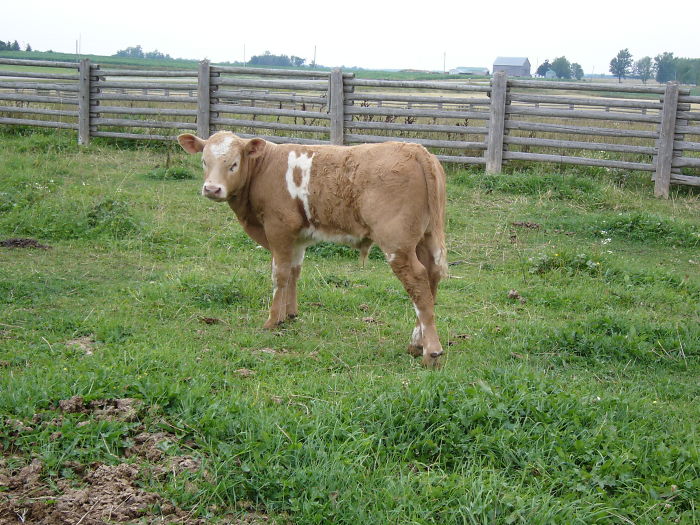 Number 9 Calf