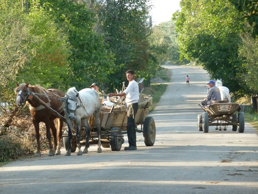 Rush Hour In The Countryside