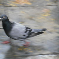 meritxellgirbsdomingo avatar