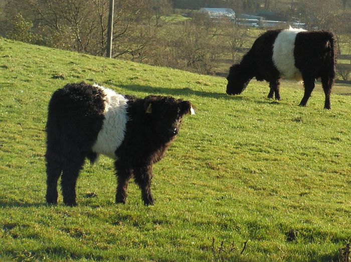 Fluffly Panda Cows