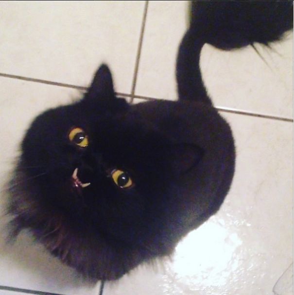 Princess Monster Truck -- Monster The Cat