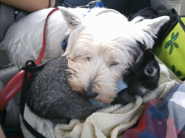 Fiby The Dog And Pelos The Rabbit