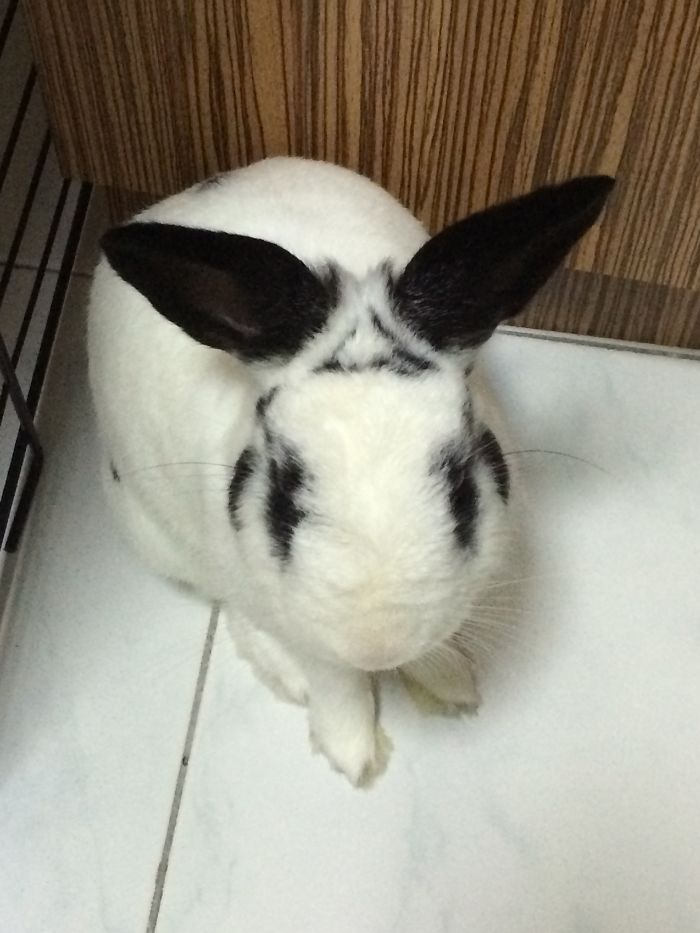 My Little Triangle Bunny