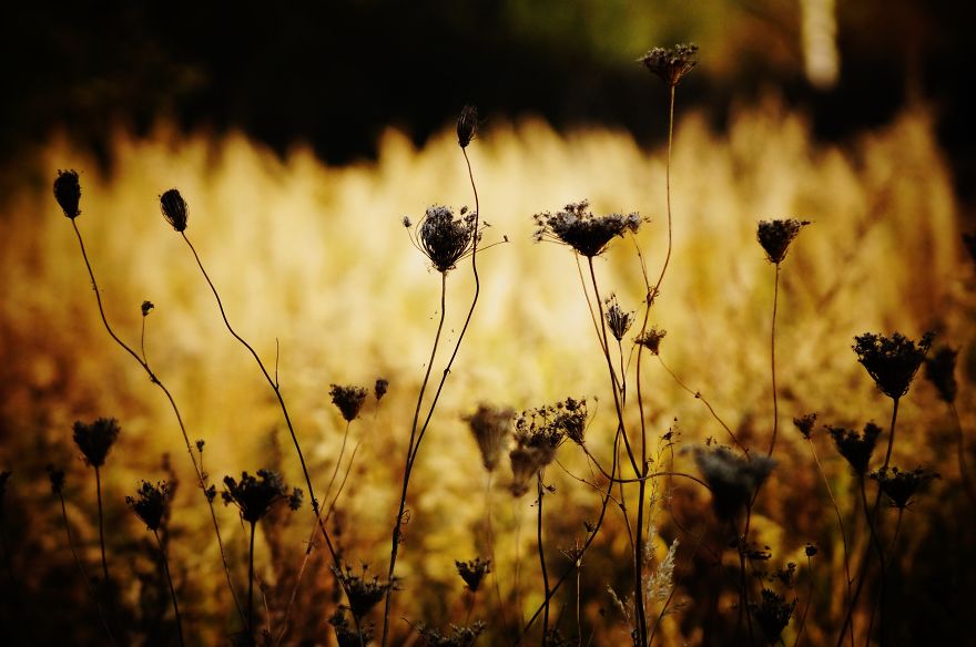Magical Polish Countryside Through My Camera's Lens