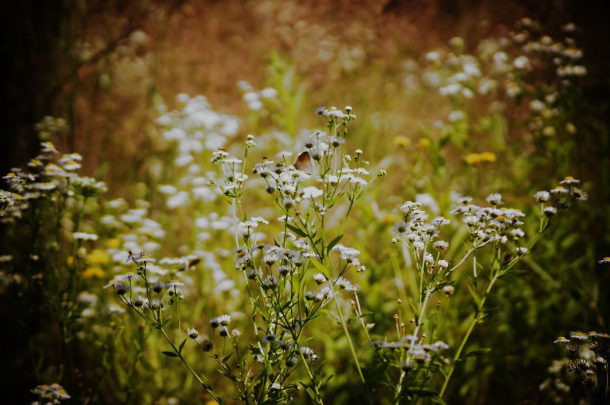 Magical Polish Countryside Through My Camera's Lens