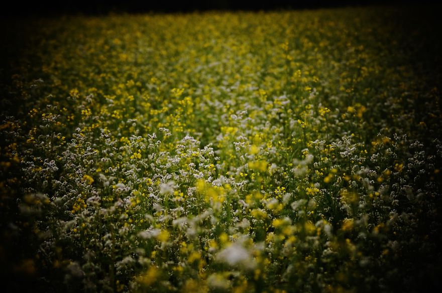 Magical Polish Countryside Through My Camera's Lens