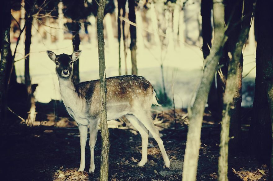 Magical Polish Countryside Through My Camera's Lens