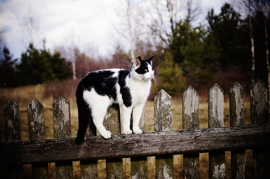 Magical Polish Countryside Through My Camera's Lens