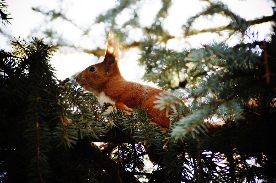 Magical Polish Countryside Through My Camera's Lens