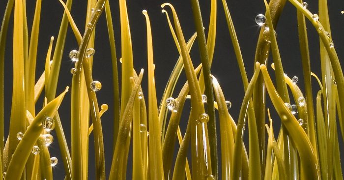 Shayna Leib's Art Will Glassblow Your Mind