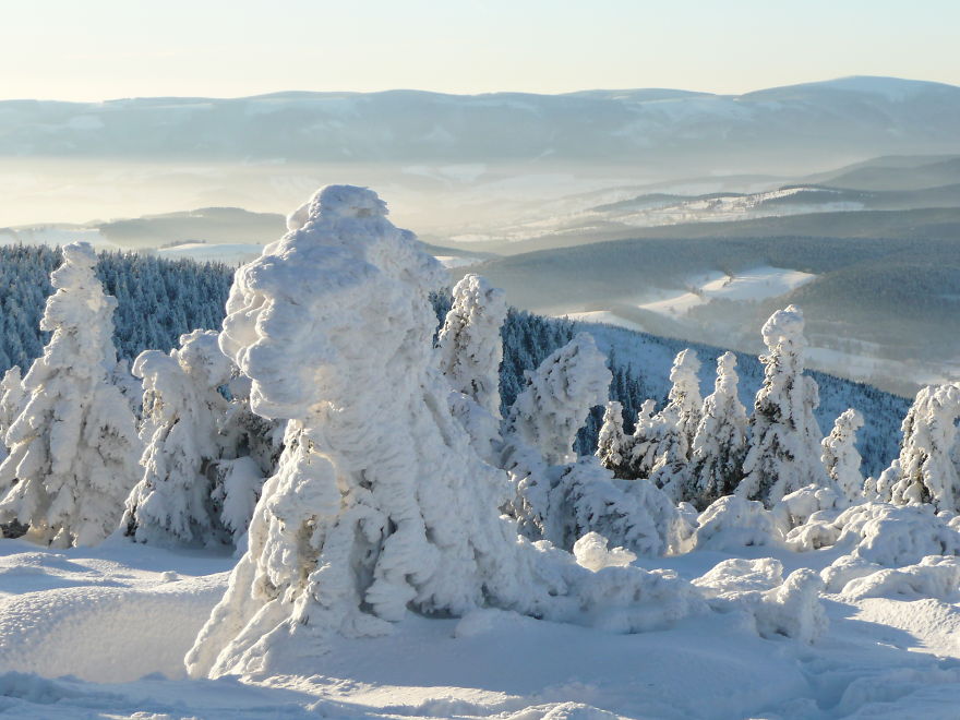 The Snow Giants, The Jeseniky Mts In The Czech Rep.