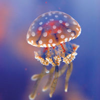 JellyFish Princess avatar