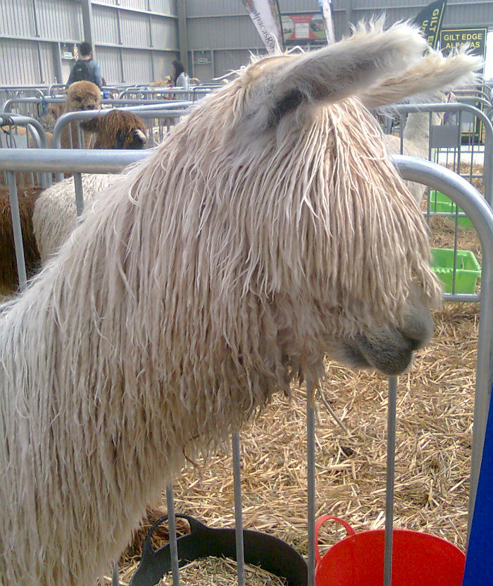 Suri Alpaca