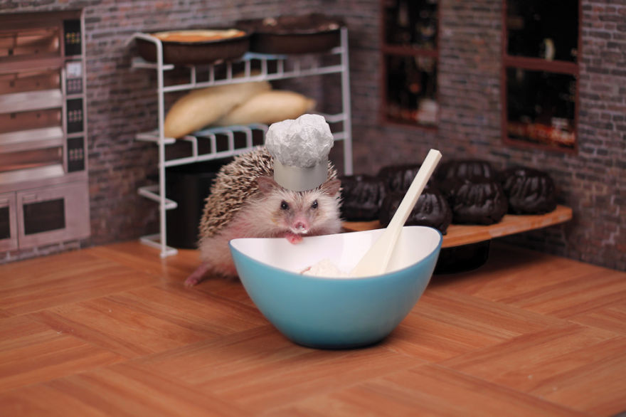 The Adventures Of Humphrey J Hedgehog The Adventures Of Humphrey J Hedgehog