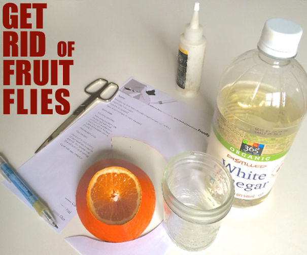 This Is Not An Orange