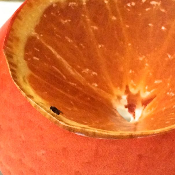 This Is Not An Orange