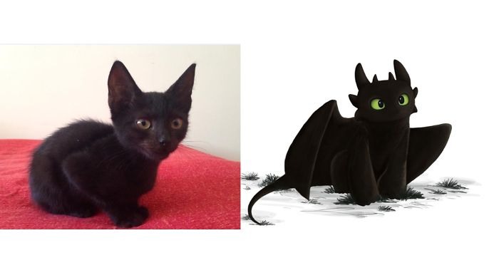 This Is Django The Cat, With Very Sharp Teeth