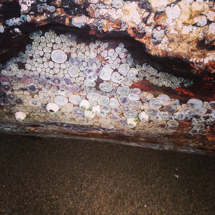 Vancouver Beach Textures