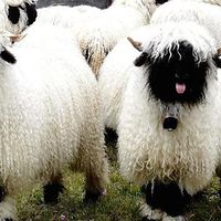 alison_carter2012 avatar