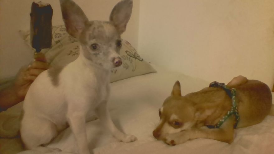 Paisley And Pach....and A Popsicle