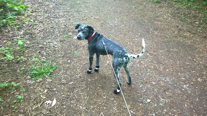Blue, A Dalmatian-mix With Party-in-the-back! ;)