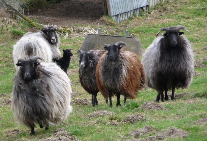 Hairy Sheep