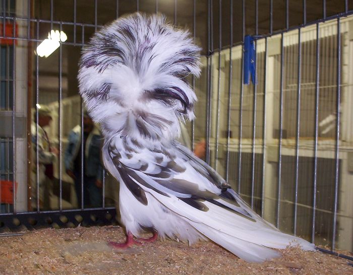 Hairy Pigeon
