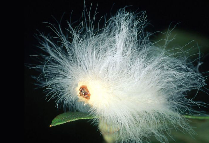 Fluffy Caterpillar