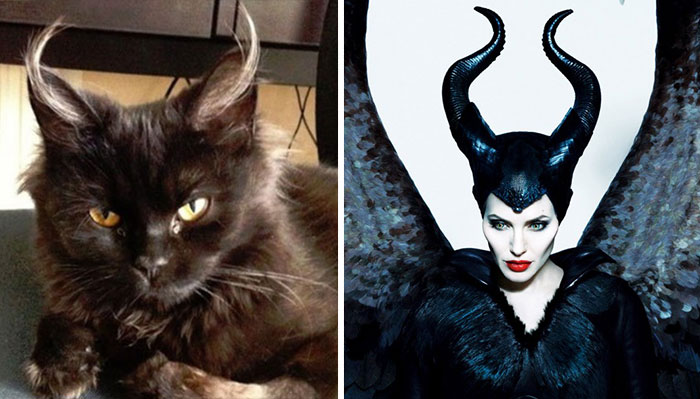 Cat Looks Like Maleficient
