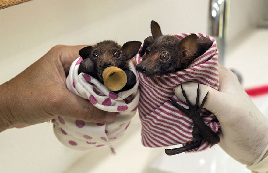 abandoned-baby-bat-pup-tolga-bat-hospital-10 abandoned-baby-bat-pup-tolga-bat-hospital-10