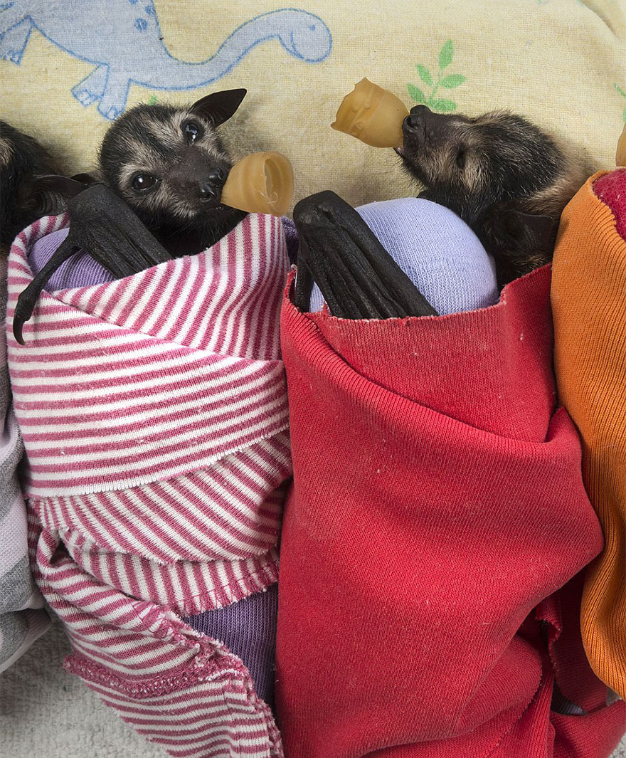 abandoned-baby-bat-pup-tolga-bat-hospital-11 abandoned-baby-bat-pup-tolga-bat-hospital-11