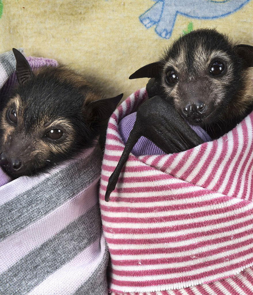 abandoned-baby-bat-pup-tolga-bat-hospital-12 abandoned-baby-bat-pup-tolga-bat-hospital-12