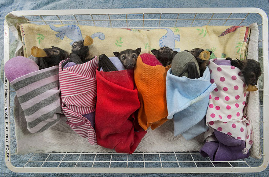 abandoned-baby-bat-pup-tolga-bat-hospital-15 abandoned-baby-bat-pup-tolga-bat-hospital-15