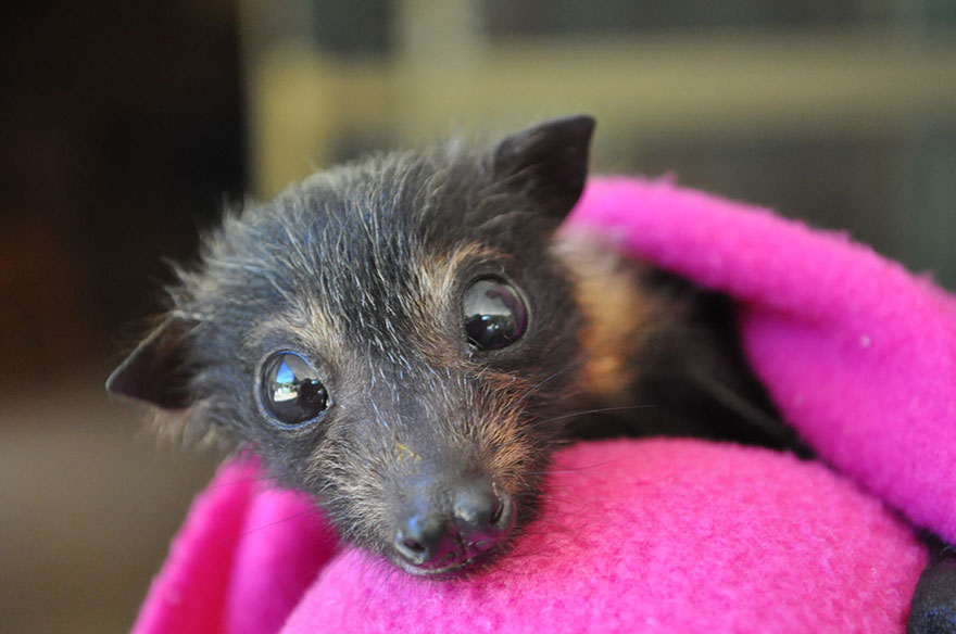 abandoned-baby-bat-pup-tolga-bat-hospital-20 abandoned-baby-bat-pup-tolga-bat-hospital-20