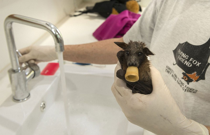 abandoned-baby-bat-pup-tolga-bat-hospital-3 abandoned-baby-bat-pup-tolga-bat-hospital-3