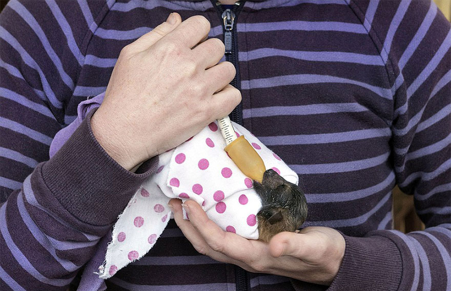 abandoned-baby-bat-pup-tolga-bat-hospital-5 abandoned-baby-bat-pup-tolga-bat-hospital-5
