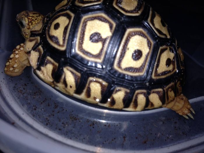 Johnny, The Ac/dc Fan Tortoise