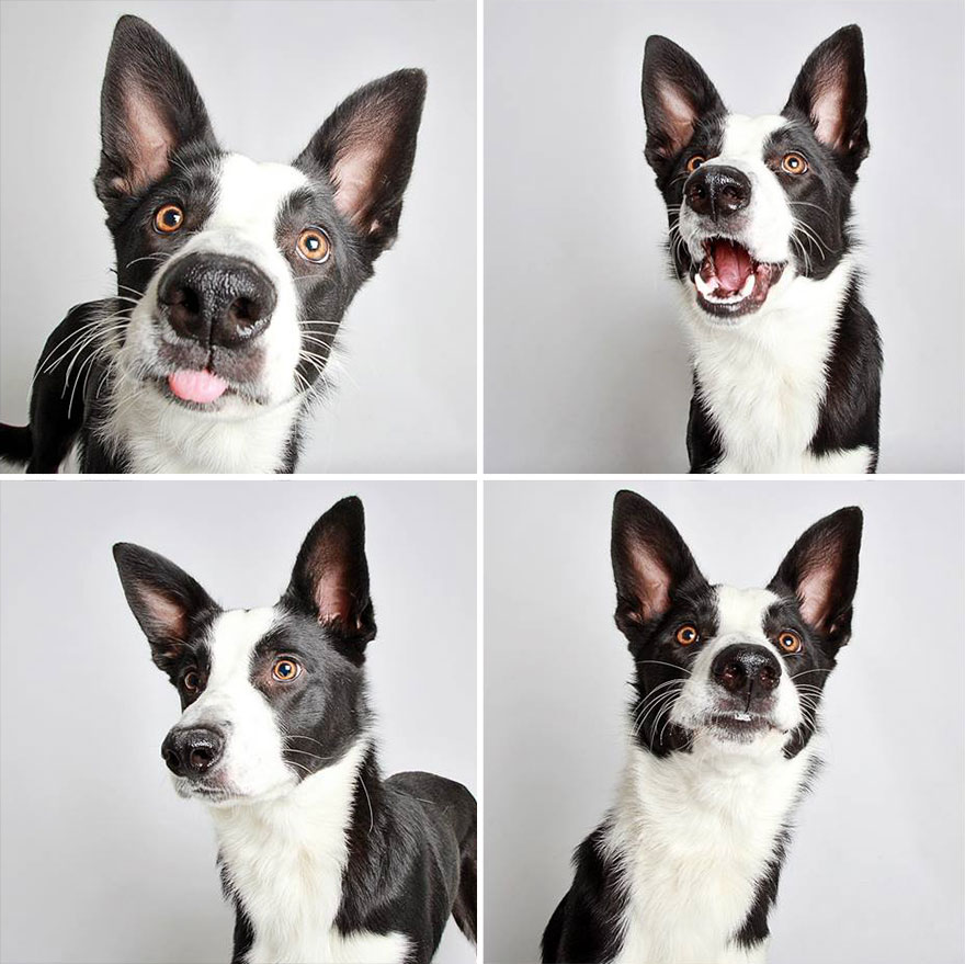 adopted-dog-teton-pitbull-humane-society-utah-12 adopted-dog-teton-pitbull-humane-society-utah-12